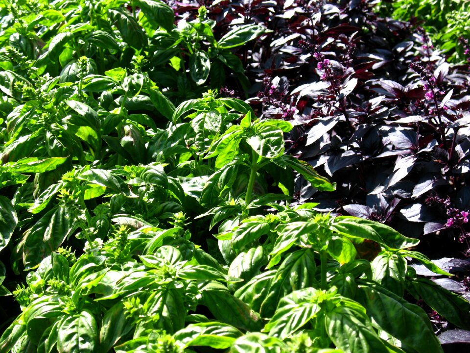 Grass food vegetable garden