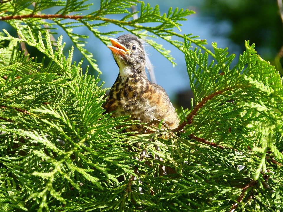 Wildlife feathered animal