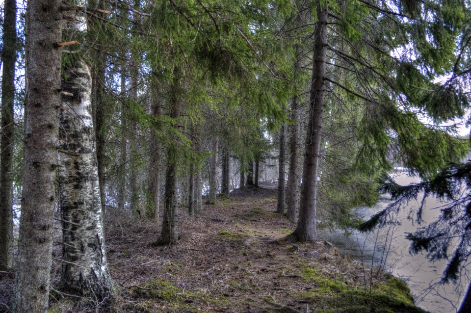 Spring nature finnish
