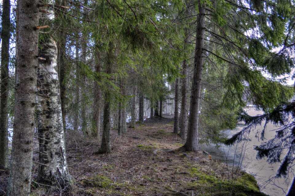 Spring nature finnish photo