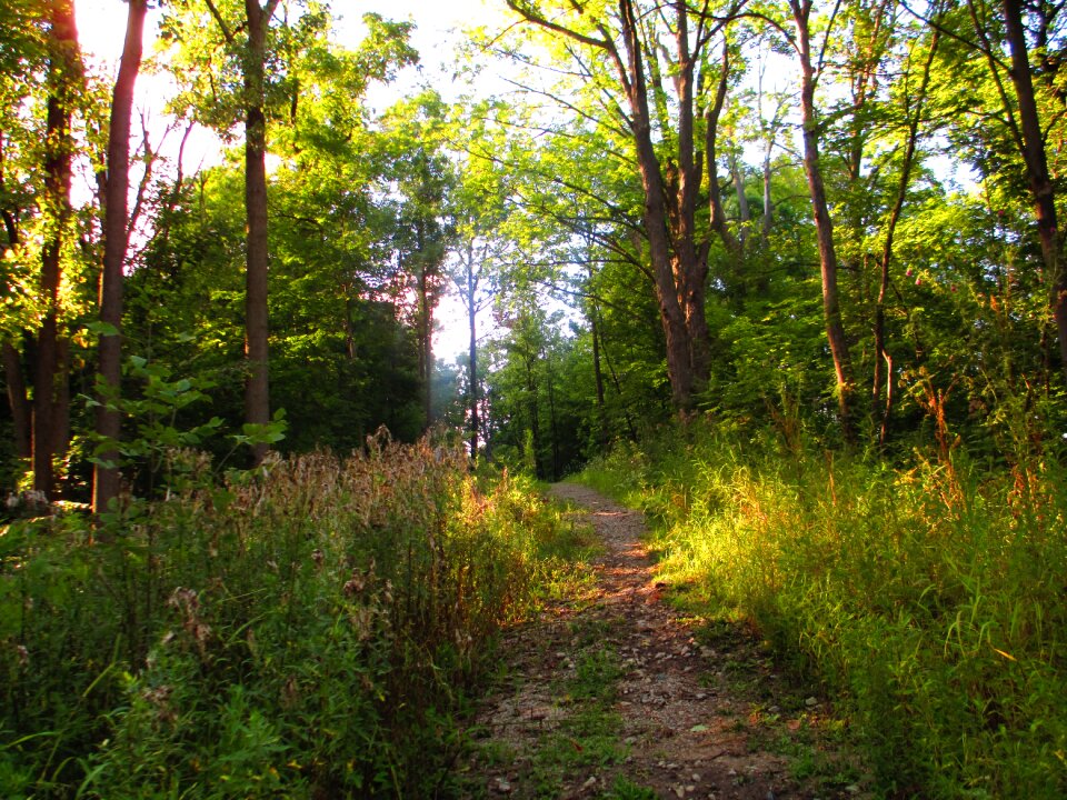Nature green landscape
