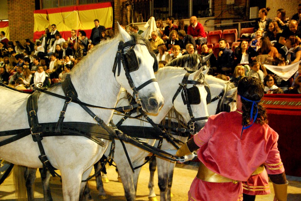 Andalusian horses hitch parade