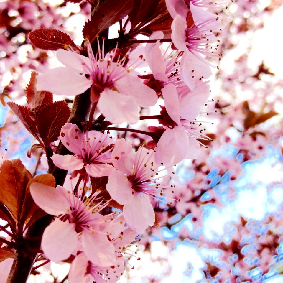 Spring flowers pink