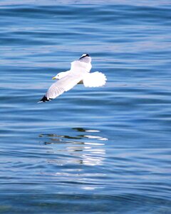 Glide plumage flight form photo