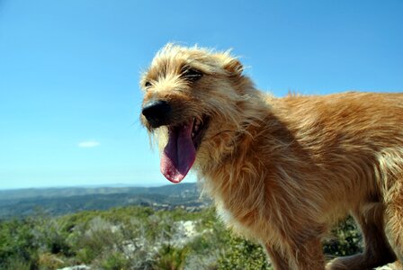 Animals pet puppy photo