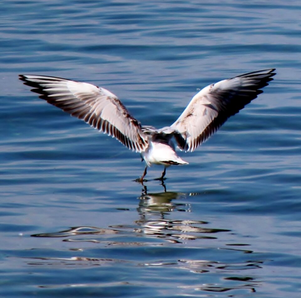 Wing plumage lake