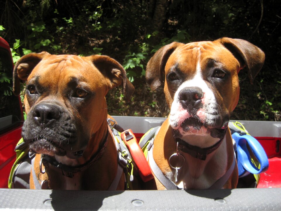 Pet canine purebred