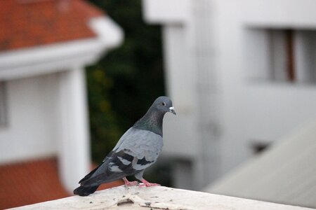 Pigeon dove photo