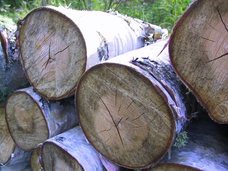 Wood forest nature
