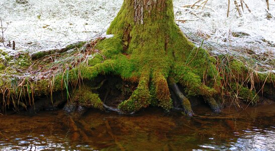 Nature forest tree root photo