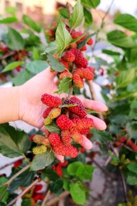 Mulberry open heart yǎng