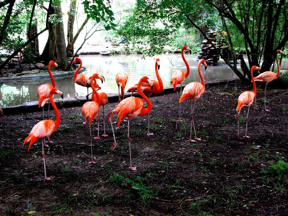 Standing nature feathers