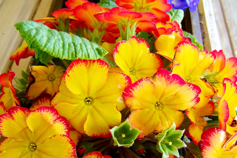Spring flowers yellow primrose