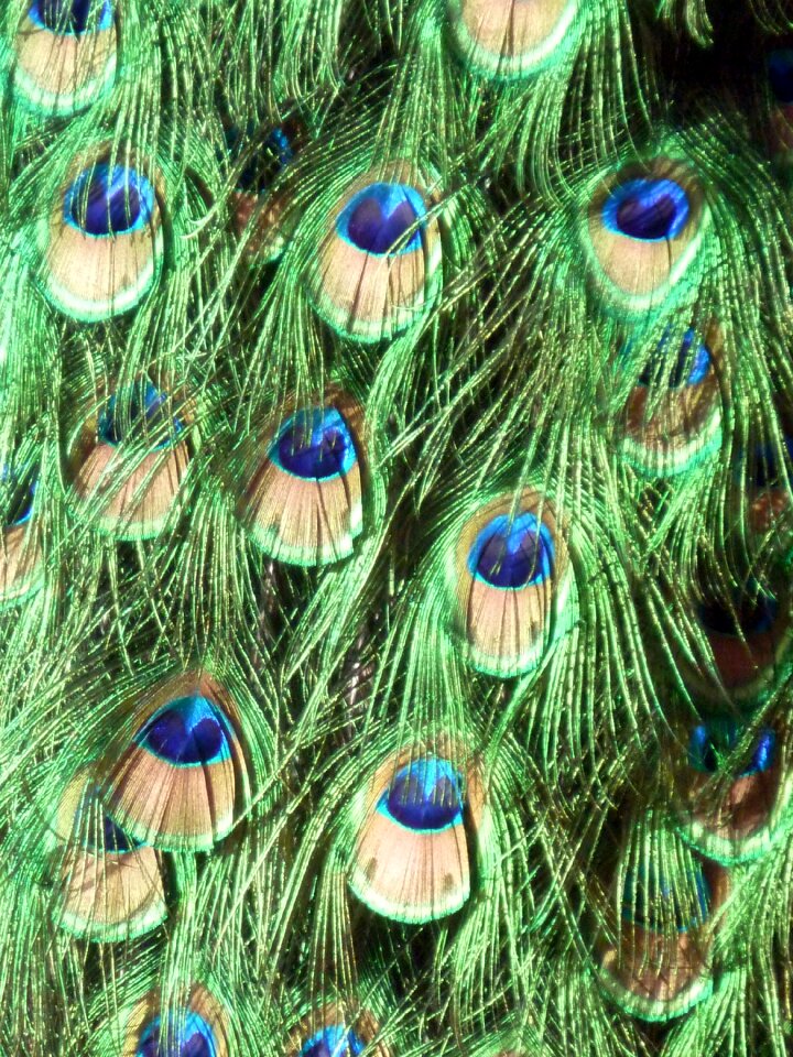 Color nature animal