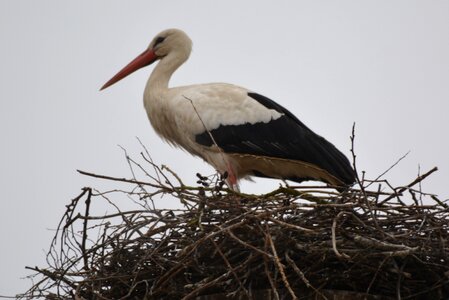 Bird nester nest