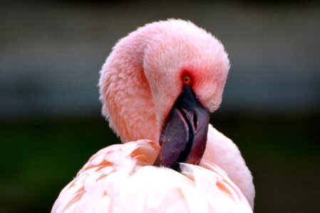 Pink animal bird