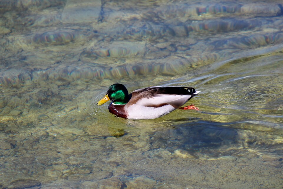 Plumage colorful water