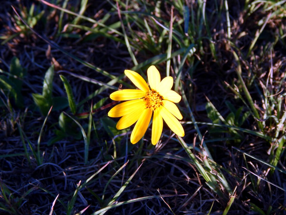 Flower canguçu rio grande do sul