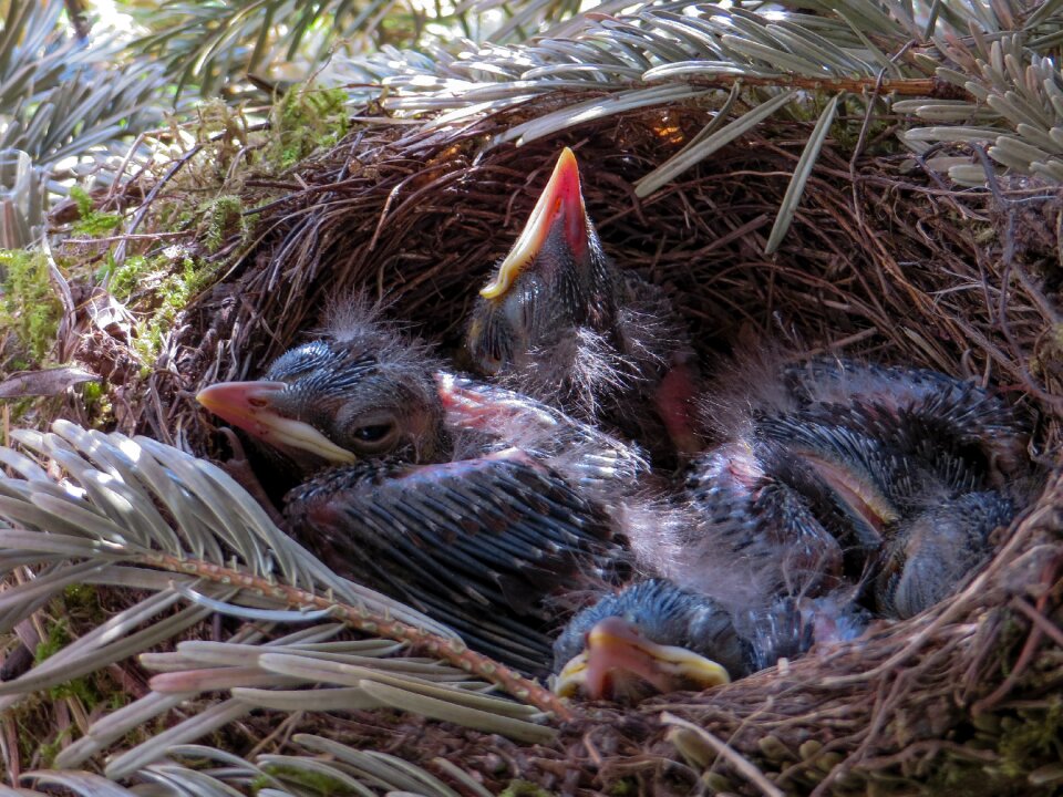 Bird's nest blackbird nest bird photo