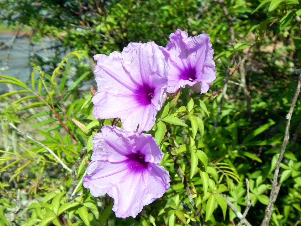 Flower são lourenço do sul rio grande do sul