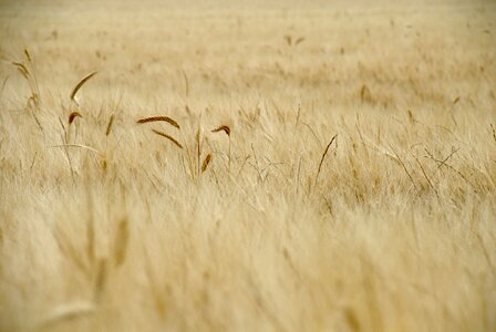 Cereals rural cornfield