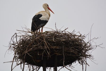 Animal bird nest