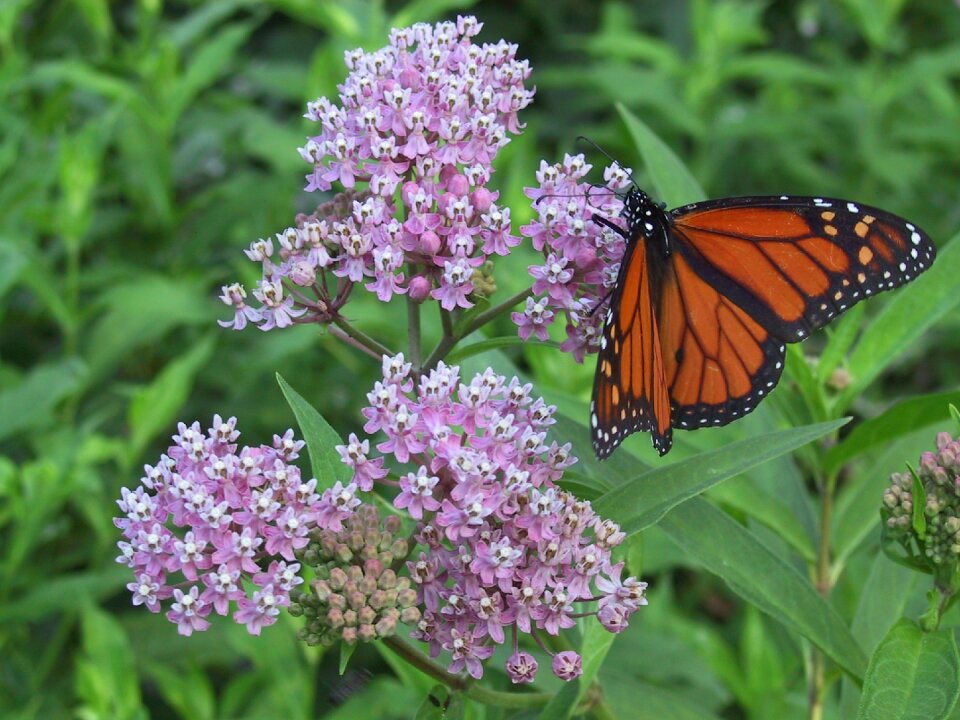 Butterfly nature insect photo