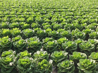 Agriculture field work in the fields
