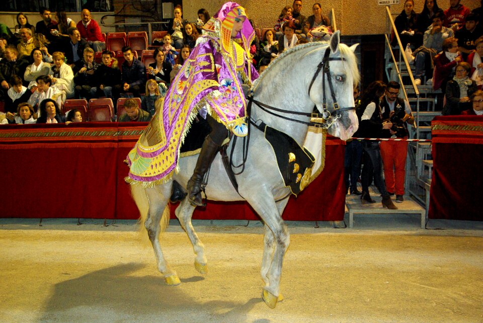 Jumper horse holy week