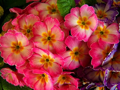 Spring flowers pink primrose photo