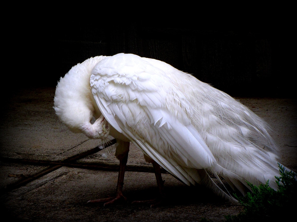 Animal feathers nature