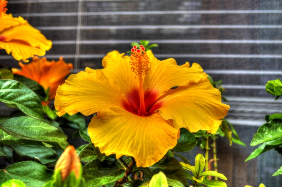 Summer red flower yellow flower