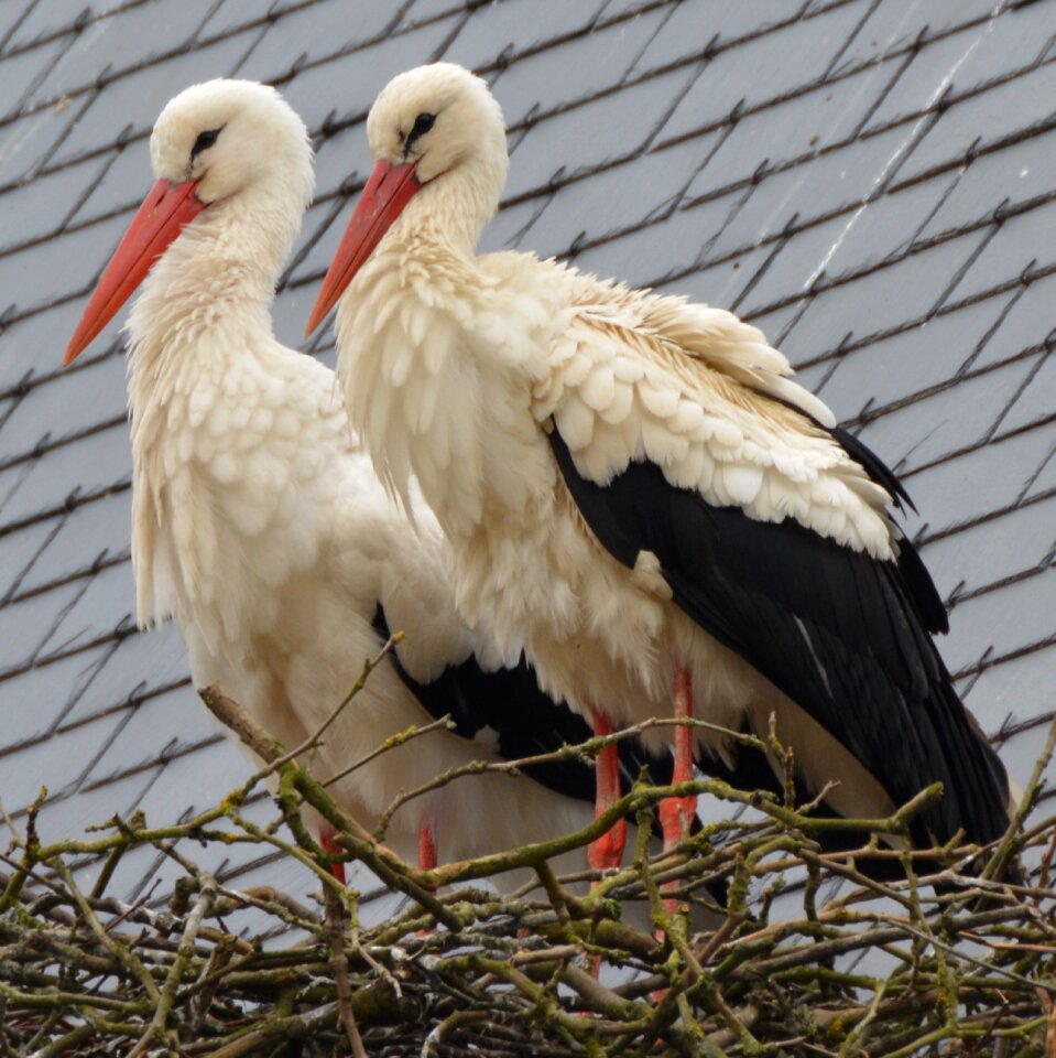Stork animal bird
