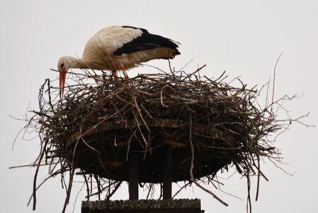 Animal bird nest