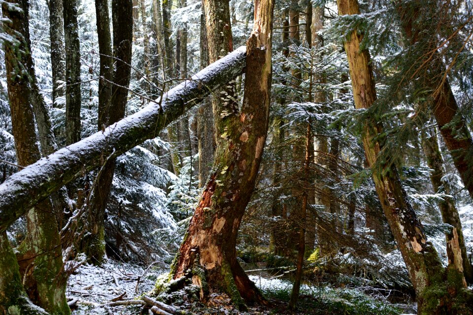 Nature forest log