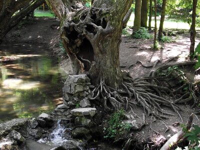 Root nature wood photo