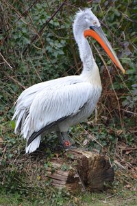 Bird animal waterfowl