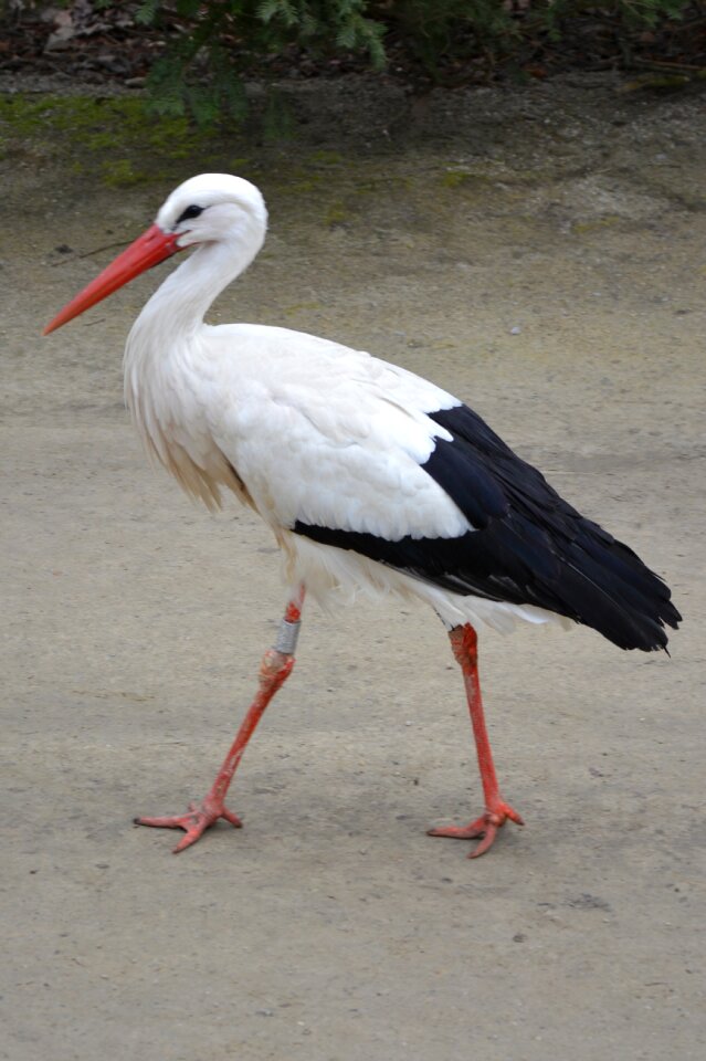 Stork animal bird