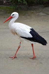 Stork animal bird