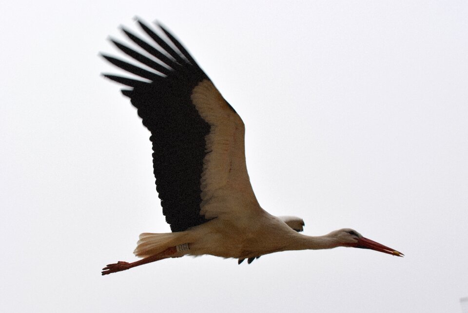 Animal bird fly