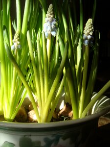 Bloom spring flower muscari photo