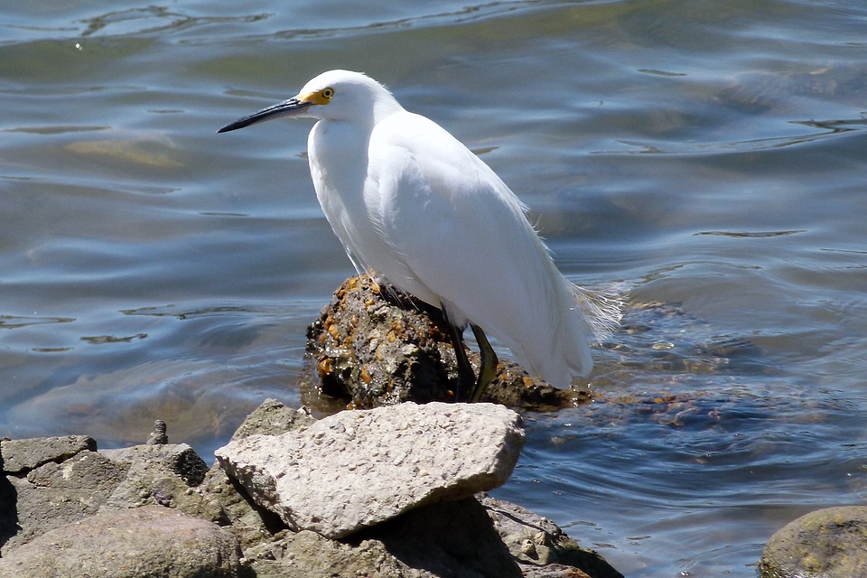 Animal feathered pacific