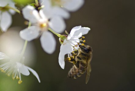 Spring bee honey bee photo