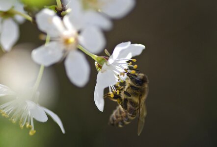 Spring bee honey bee
