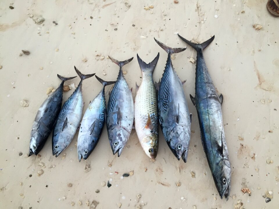 Nature reef wildlife