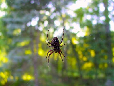 Spiderweb underside arachnid photo