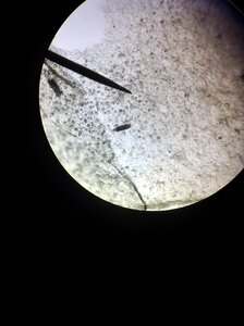 Microscope observed microscope observation