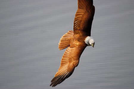 Bird wild flying