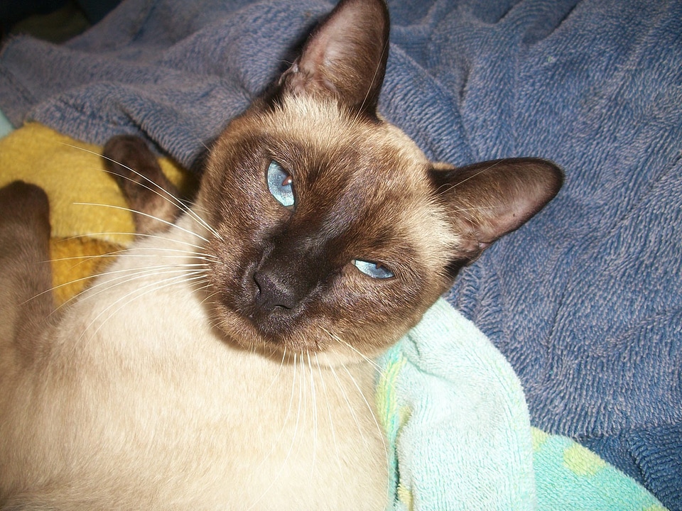 Oriental cat asian cat cat breed