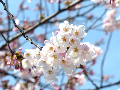 Spring tree pink photo